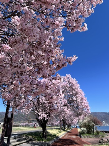 2026春　看板犬ごまちゃんとお花見散歩